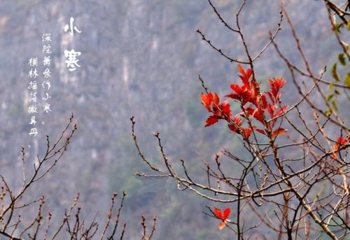 2018.1.5  小寒连大吕，欢鹊垒新巢